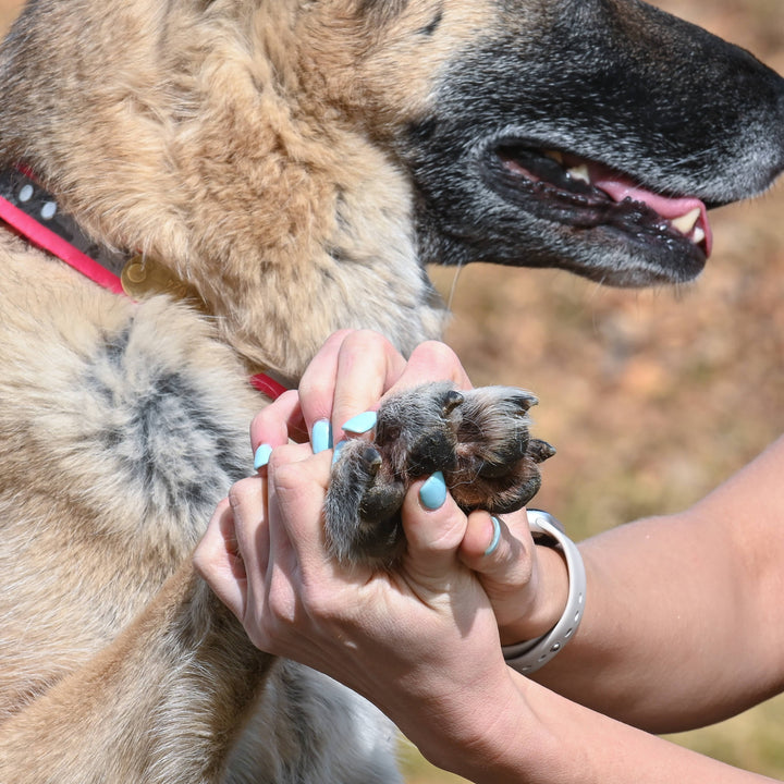 Dog Paw Protection - Beach Wax 2oz