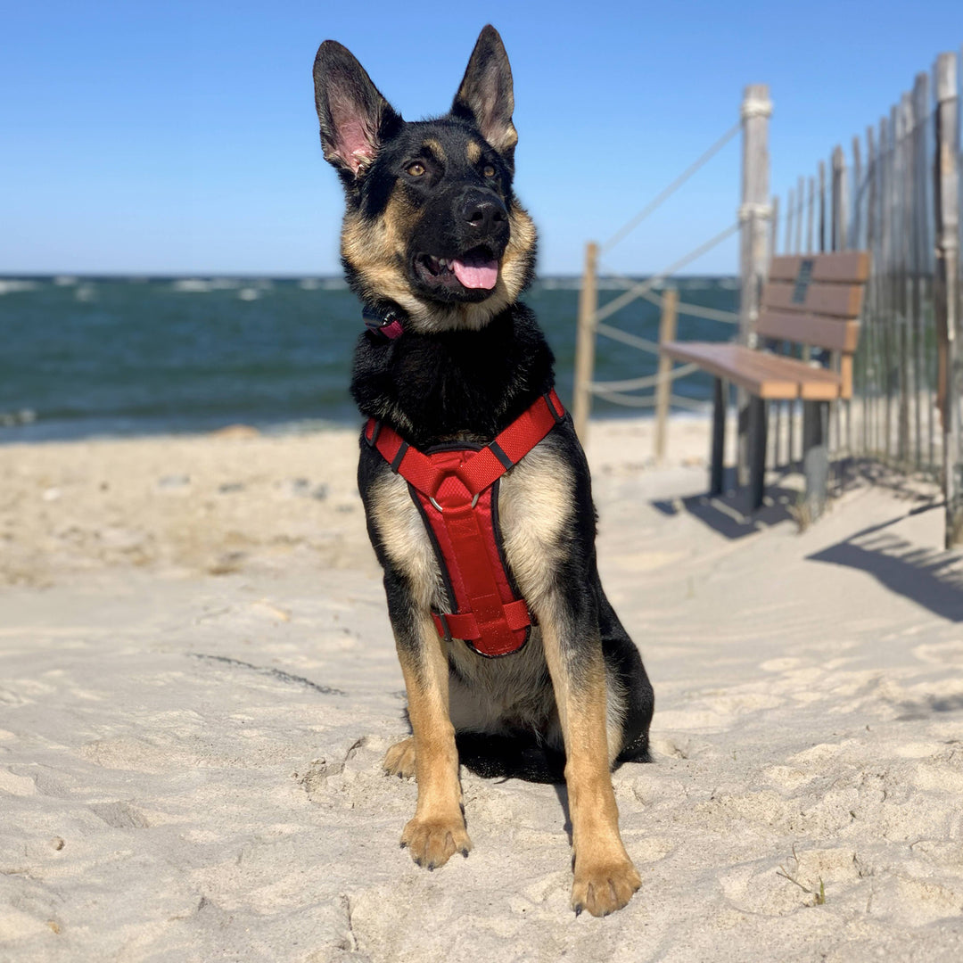 Dog Paw Protection - Beach Wax 2oz