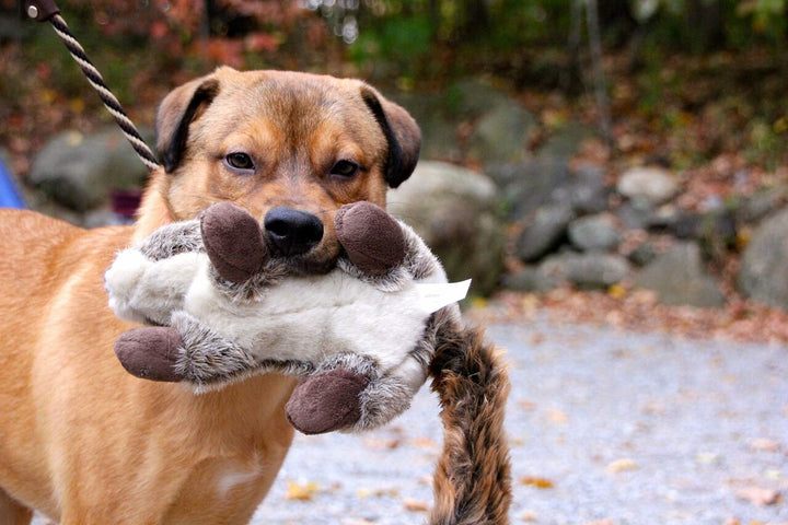 Fluff and Tuff Dog Toys - Nuts Squirrel