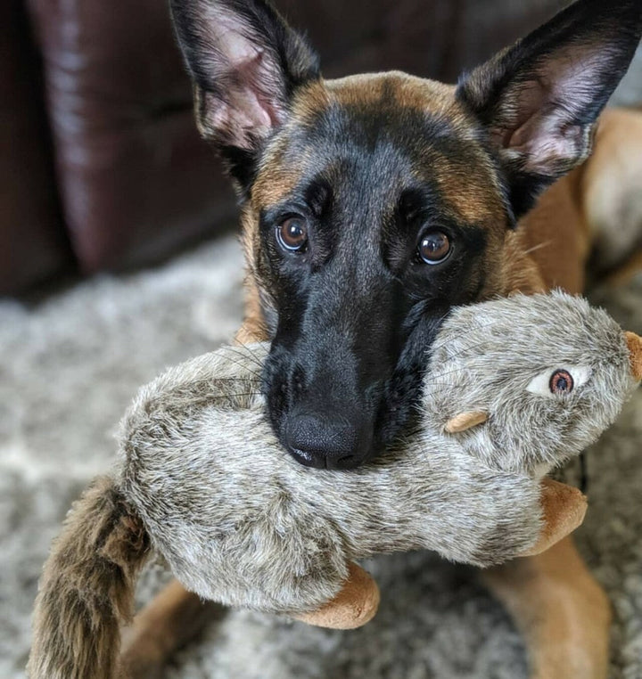 Fluff and Tuff Dog Toys - Nuts Squirrel